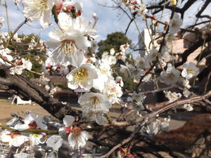 DSCF9443.jpg