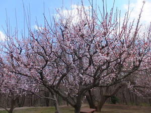 DSCF9741.jpg
