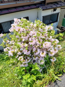 IMG20240430125926.jpg