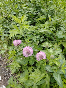 IMG20240430130242.jpg