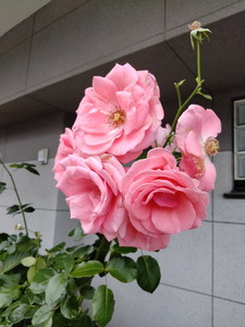 IMG20240529114235.jpg