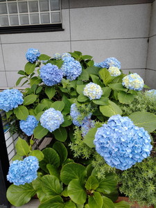 IMG20240606095229.jpg