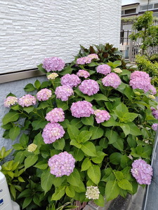 IMG20240606123955.jpg