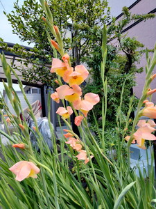 IMG20240612101618.jpg