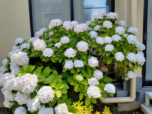 IMG20240612113007.jpg
