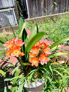 IMG20240612115947.jpg
