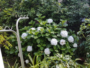 IMG20240612142441.jpg