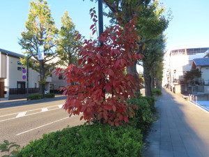 IMG_0379.jpg