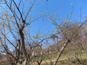 IMG_1950.jpg