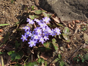 IMG_1976.jpg