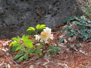 IMG_1998.jpg