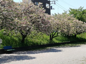 IMG_20200501_104534.jpg