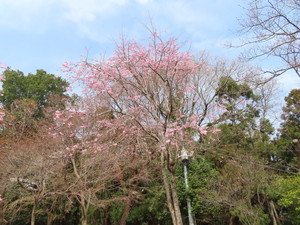 IMG_2267.jpg