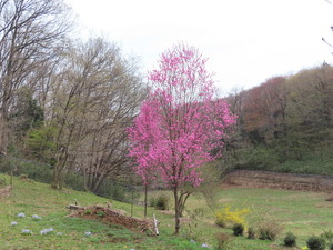 IMG_2340.jpg