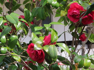 IMG_2390.jpg