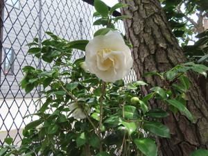 IMG_2399.jpg