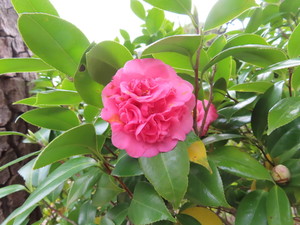IMG_2432.jpg