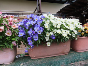 IMG_2545.jpg