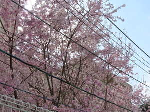 IMG_2586.jpg