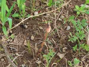IMG_2591.jpg
