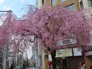 IMG_2594.jpg