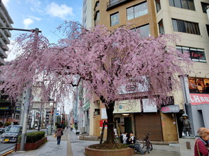 IMG_2594a.jpg
