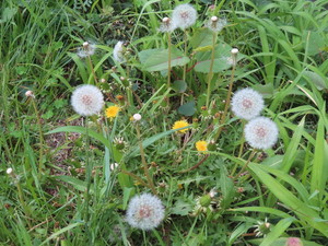 IMG_2759.jpg