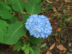 IMG_2866.jpg