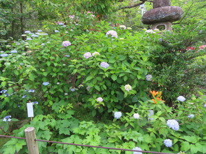 IMG_2899.jpg