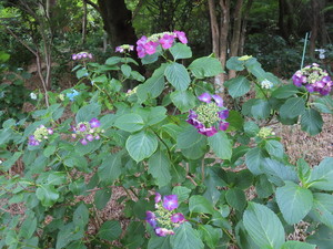IMG_2907.jpg