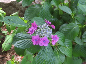 IMG_2915.jpg