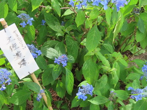 IMG_2916.jpg