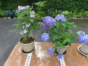 IMG_2926.jpg