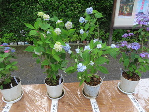 IMG_2929.jpg