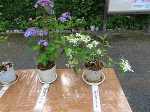 IMG_2930.jpg
