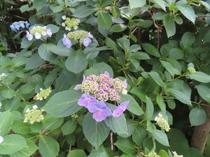 IMG_2937.jpg