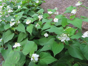 IMG_2939.jpg