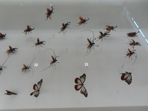 IMG_2994.jpg