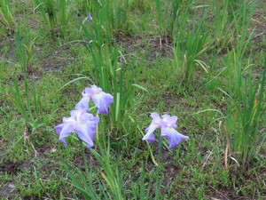 IMG_3029.jpg