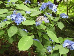 IMG_3072.jpg