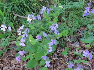 IMG_3513.jpg