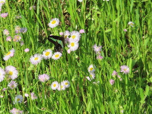 IMG_3638.jpg