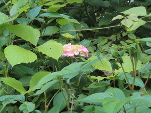 IMG_3844.jpg