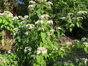 IMG_3947.jpg