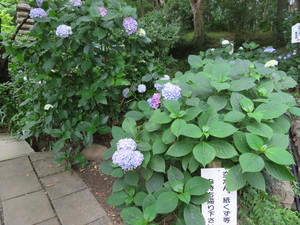 IMG_3997.jpg