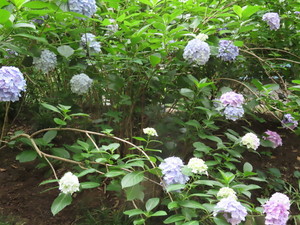 IMG_3999.jpg