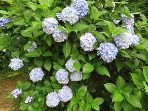 IMG_4018.jpg