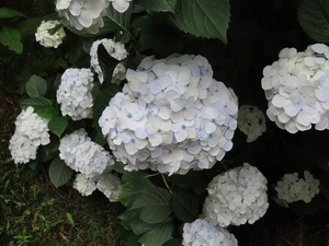 IMG_4031.jpg