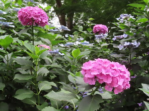 IMG_4037.jpg