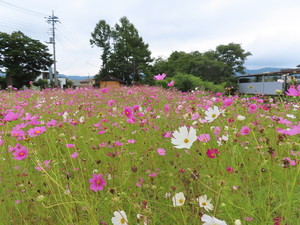 IMG_4388.jpg